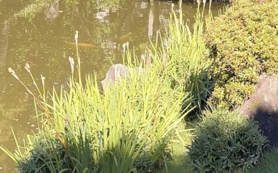 Grass in a traditional Japanese garden